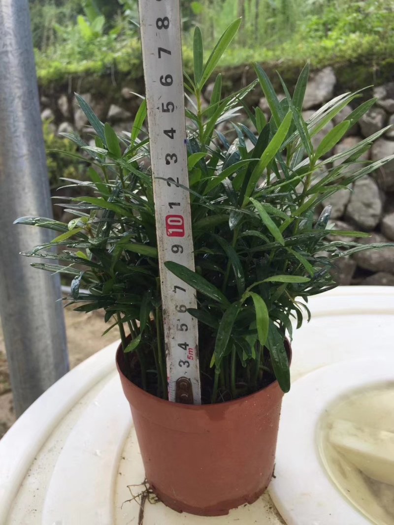 花卉盆栽罗汉松植物雀舌罗汉松小苗净化空气四季常青花卉观叶