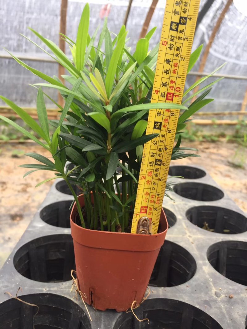 花卉盆栽罗汉松植物雀舌罗汉松小苗净化空气四季常青花卉观叶