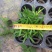 花卉盆栽罗汉松植物雀舌罗汉松小苗净化空气四季常青花卉观叶