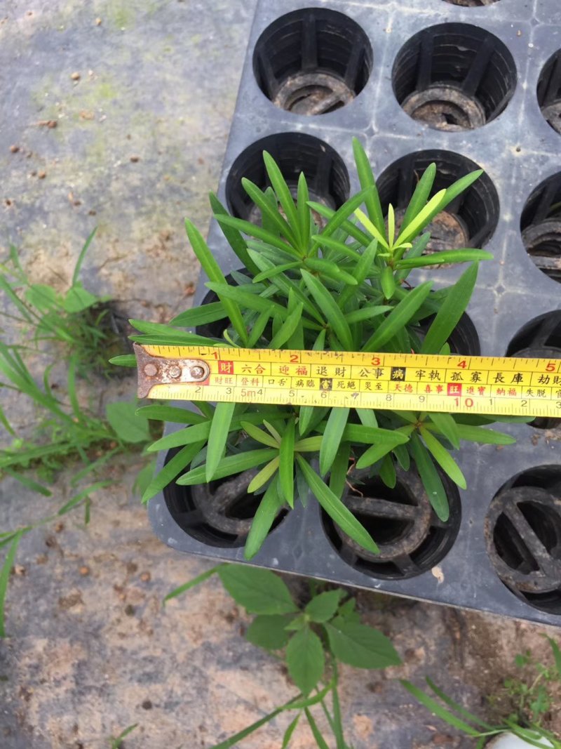 花卉盆栽罗汉松植物雀舌罗汉松小苗净化空气四季常青花卉观叶
