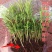 花卉盆栽罗汉松植物雀舌罗汉松小苗净化空气四季常青花卉观叶