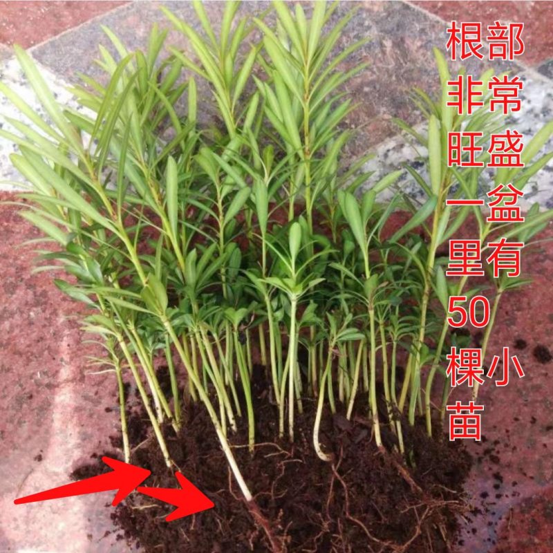 花卉盆栽罗汉松植物雀舌罗汉松小苗净化空气四季常青花卉观叶