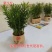 花卉盆栽罗汉松植物雀舌罗汉松小苗净化空气四季常青花卉观叶