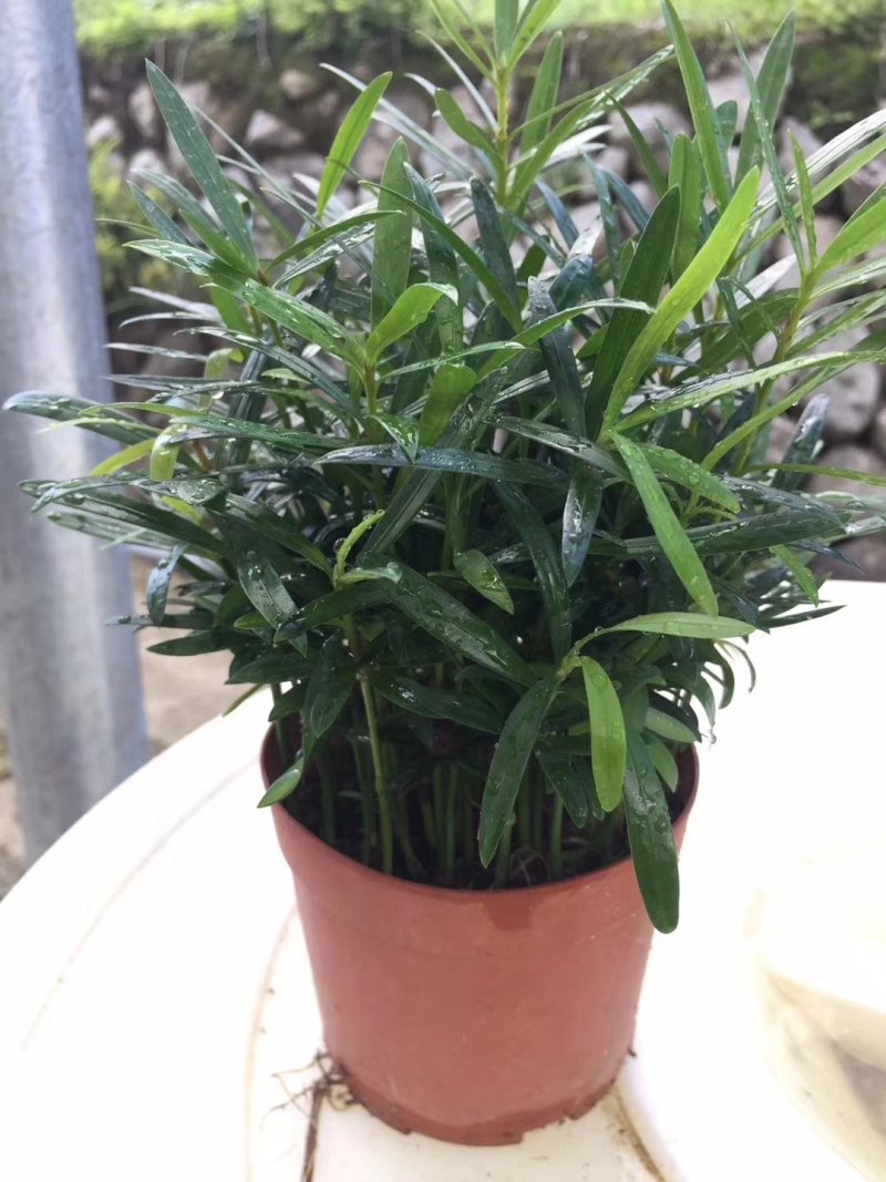 花卉盆栽罗汉松植物雀舌罗汉松小苗净化空气四季常青花卉观叶