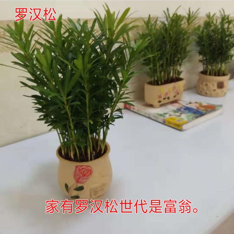 花卉盆栽罗汉松植物雀舌罗汉松小苗净化空气四季常青花卉观叶