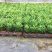 花卉盆栽罗汉松植物雀舌罗汉松小苗净化空气四季常青花卉观叶