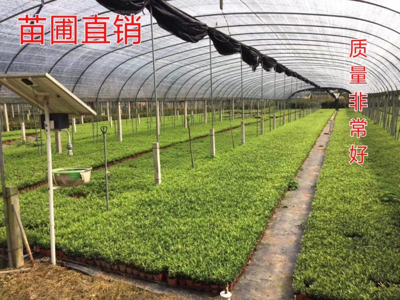 花卉盆栽罗汉松植物雀舌罗汉松小苗净化空气四季常青花卉观叶