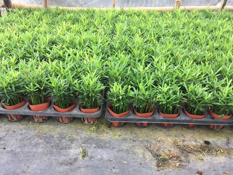 花卉盆栽罗汉松植物雀舌罗汉松小苗净化空气四季常青花卉观叶