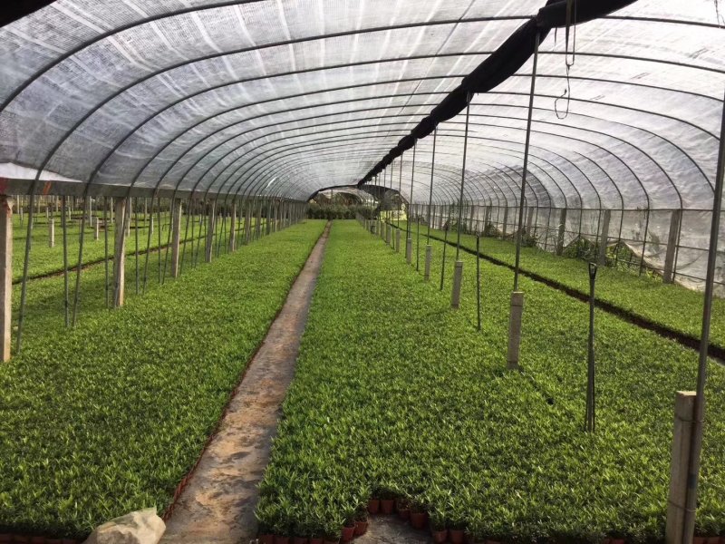 花卉盆栽罗汉松植物雀舌罗汉松小苗净化空气四季常青花卉观叶