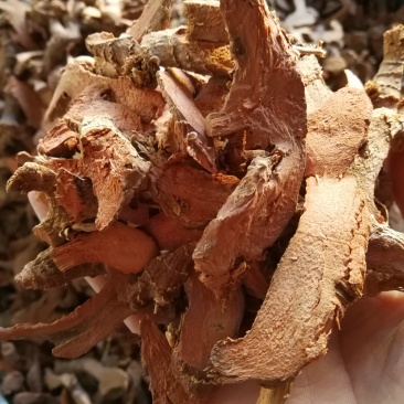 小良姜小良姜片小良姜个良姜高良姜