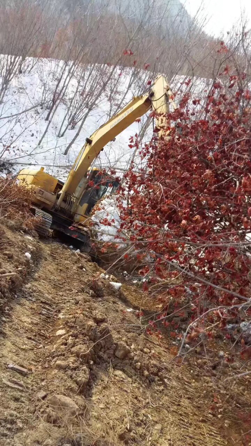 丛生九角枫高度3-7米高及九角枫各种规格