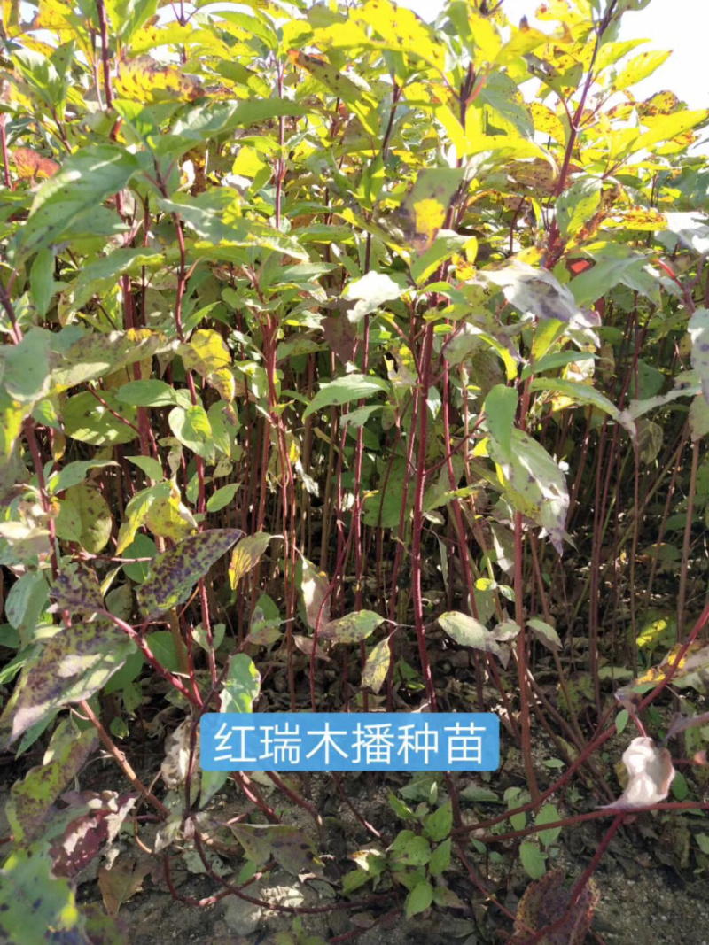 紫叶风箱果小苗15-20公分高大量出售工程苗