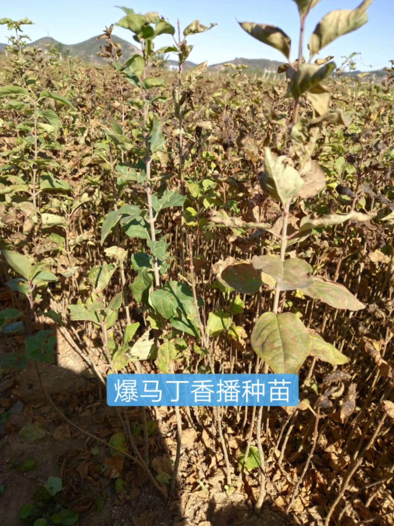 紫叶风箱果小苗15-20公分高大量出售工程苗