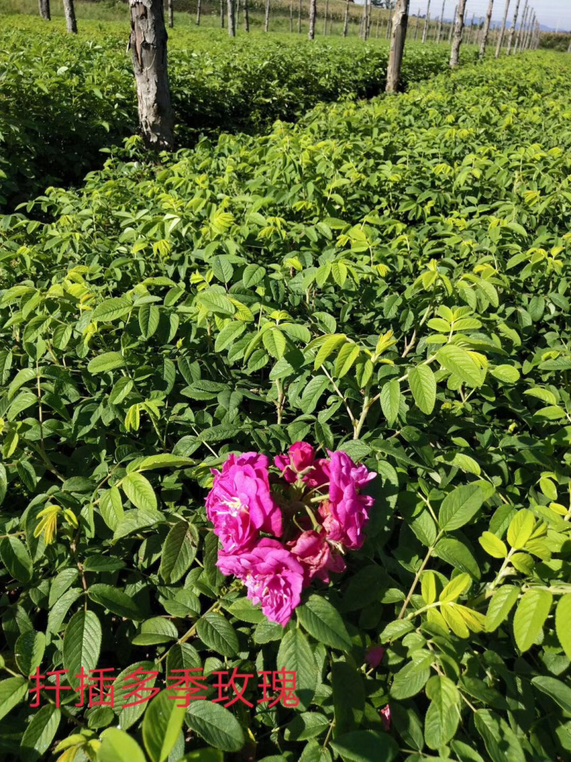 紫叶风箱果小苗15-20公分高大量出售工程苗