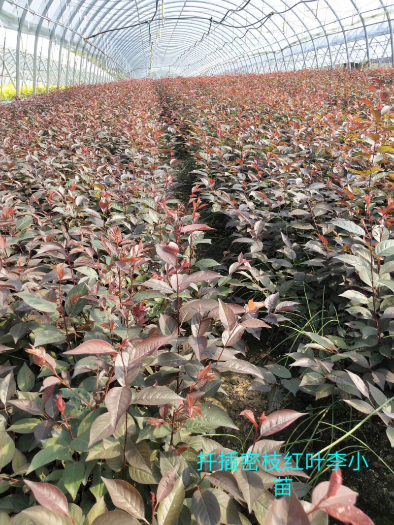 紫叶风箱果小苗15-20公分高大量出售工程苗