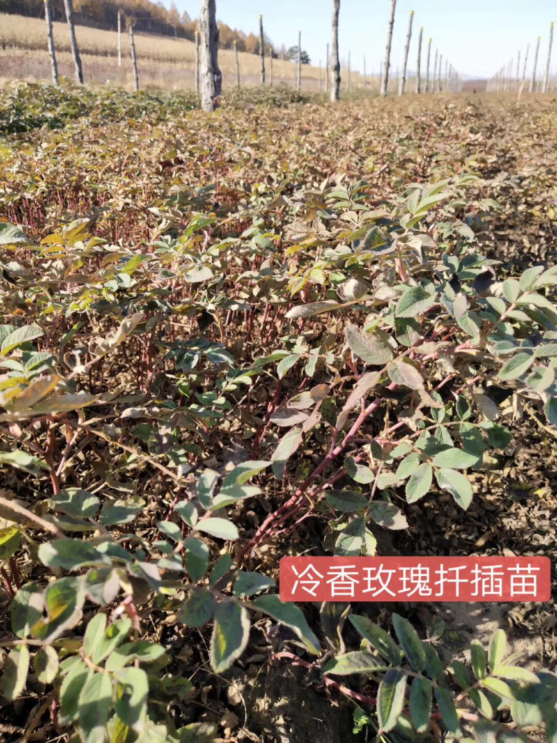 紫叶风箱果小苗15-20公分高大量出售工程苗