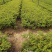 紫叶风箱果小苗15-20公分高大量出售工程苗