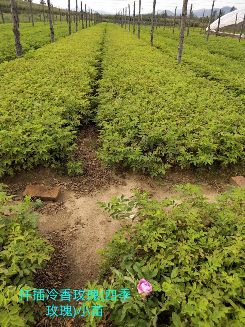 紫叶风箱果小苗15-20公分高大量出售工程苗