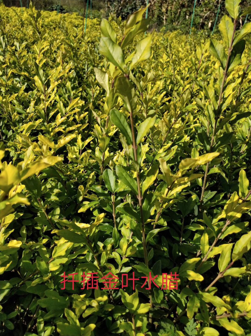 紫叶风箱果小苗15-20公分高大量出售工程苗