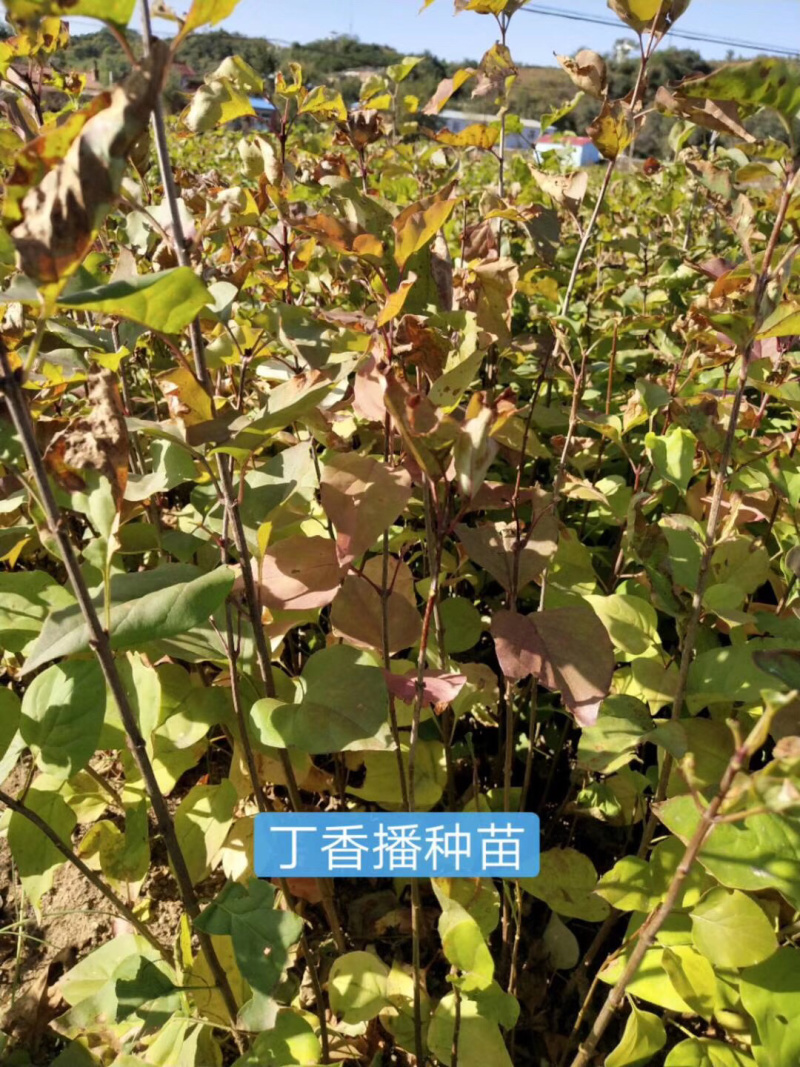 紫叶风箱果小苗15-20公分高大量出售工程苗