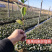 紫叶风箱果小苗15-20公分高大量出售工程苗