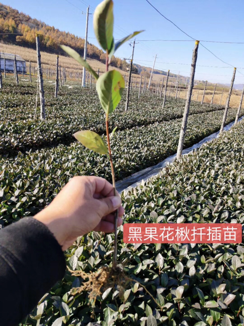 紫叶风箱果小苗15-20公分高大量出售工程苗