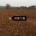 金叶风箱果小苗15-25公分高及工程用苗
