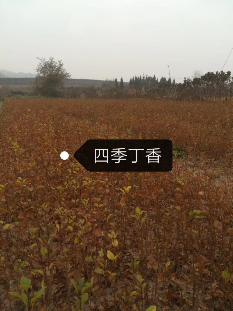 金叶风箱果小苗15-25公分高及工程用苗
