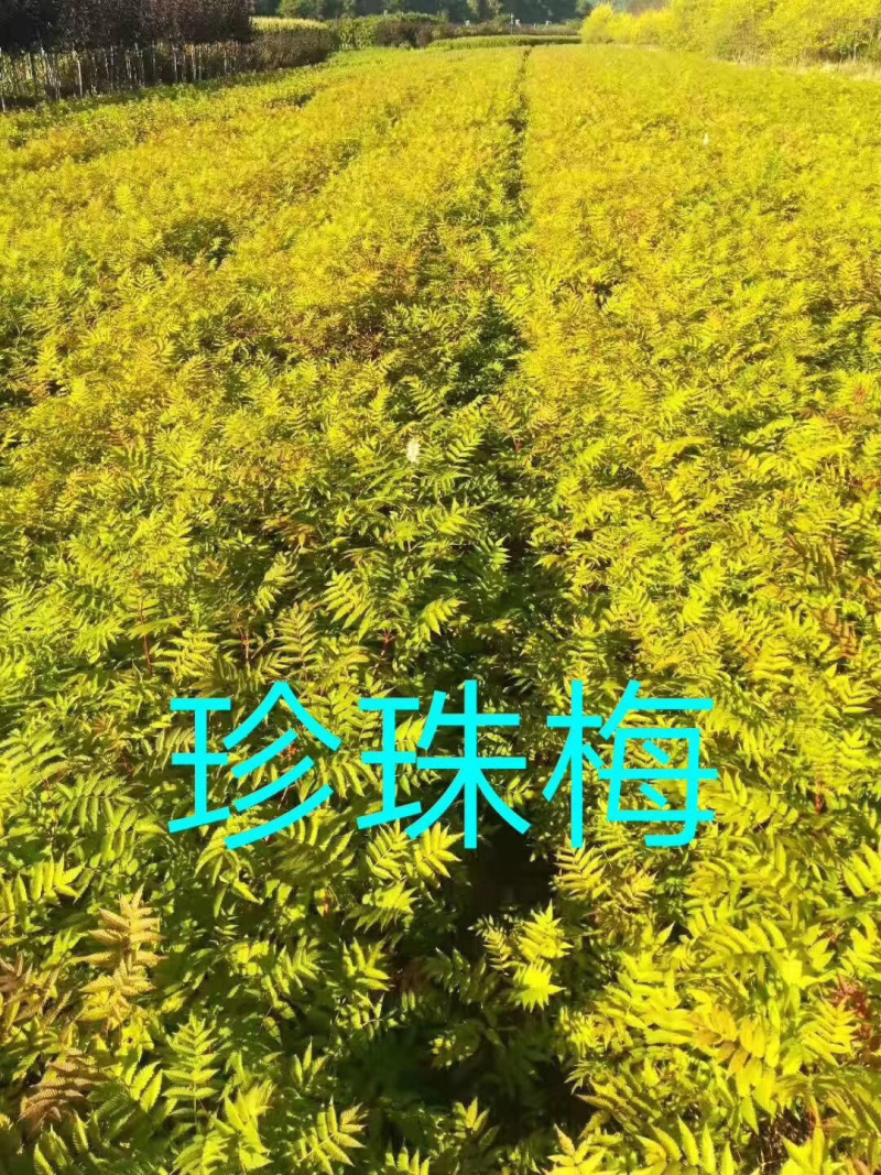 金叶风箱果小苗15-25公分高及工程用苗
