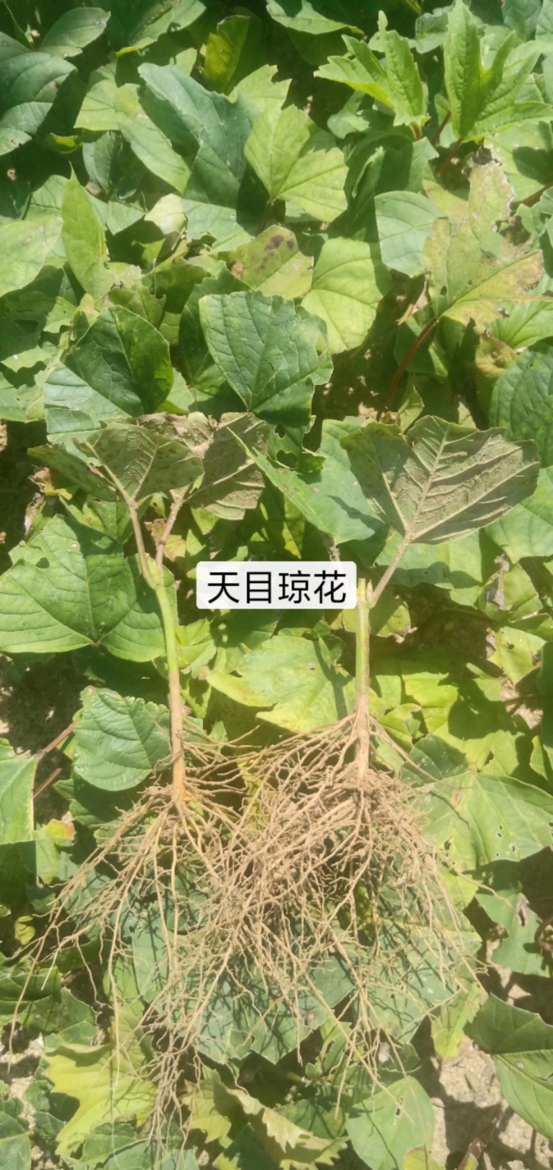 金叶风箱果小苗15-25公分高及工程用苗