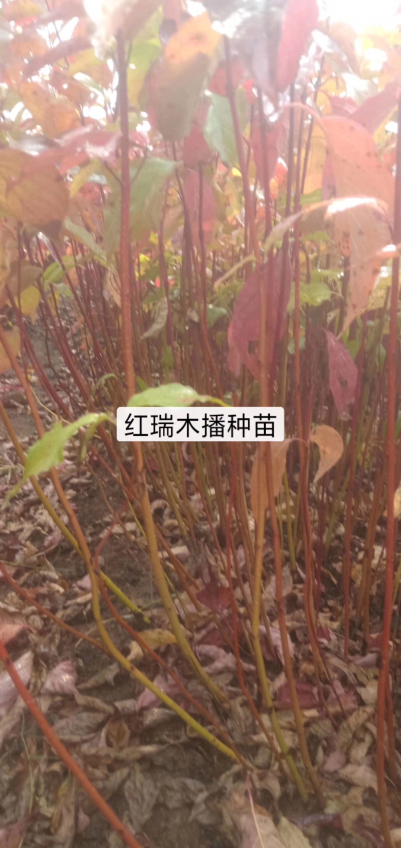 金叶风箱果小苗15-25公分高及工程用苗