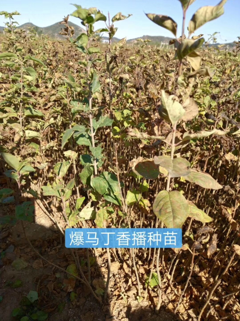 金叶风箱果小苗15-25公分高及工程用苗