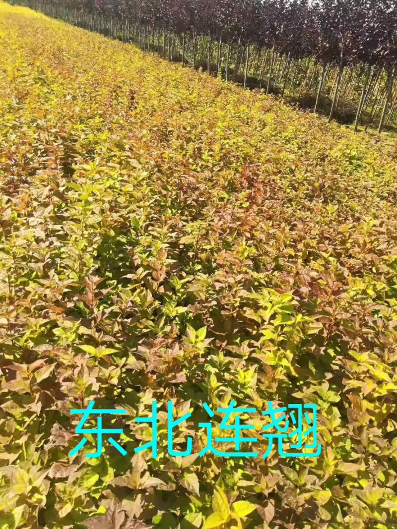 金叶风箱果小苗15-25公分高及工程用苗