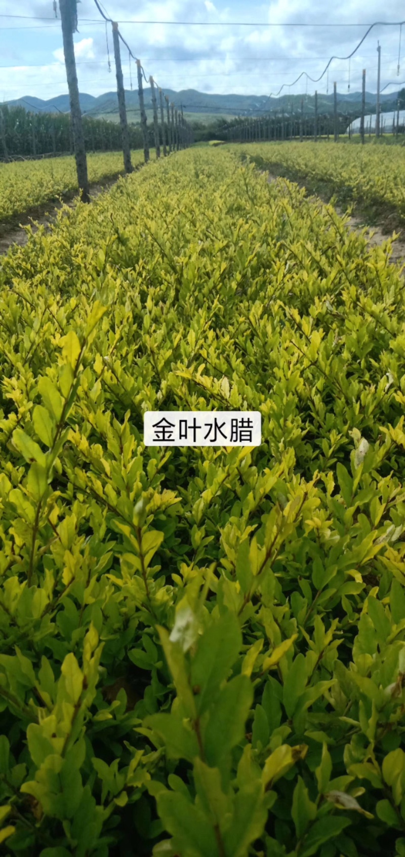 金叶风箱果小苗15-25公分高及工程用苗
