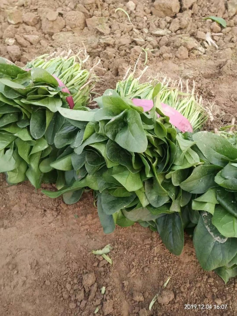 河南安阳大叶菠菜打捆蔬果大棚种植基地，货好价优