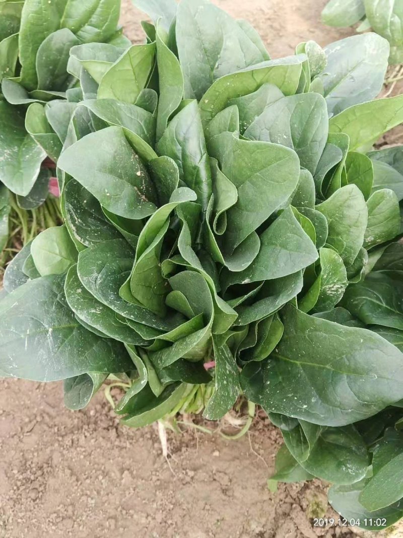河南安阳大叶菠菜打捆蔬果大棚种植基地，货好价优