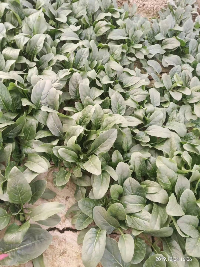 河南安阳大叶菠菜打捆蔬果大棚种植基地，货好价优