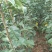 苹果苗华硕苹果苗早熟华硕苹果苗基地直供货真价实