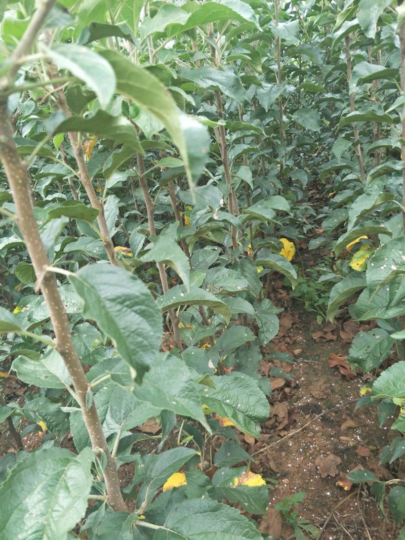 苹果苗华硕苹果苗早熟华硕苹果苗基地直供货真价实