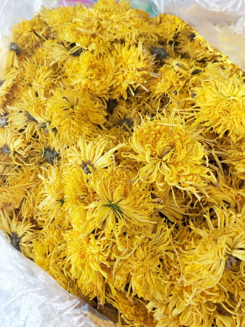 金丝皇菊