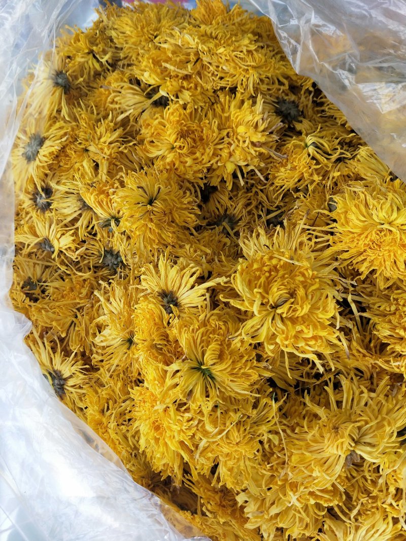 金丝皇菊