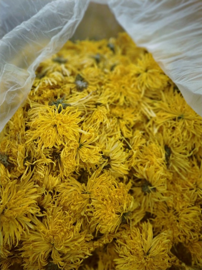 金丝皇菊