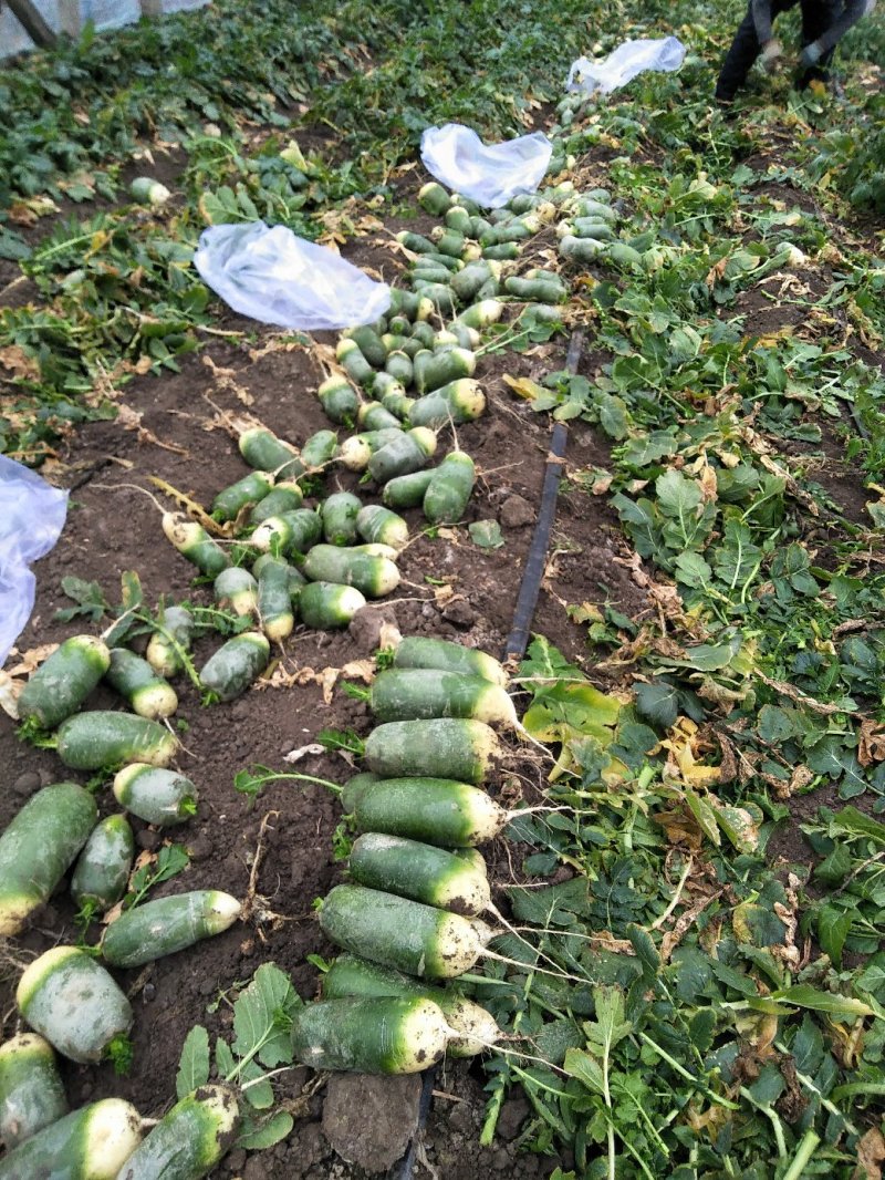 水果萝卜杂交品种口感很好绿皮绿心，欢迎各位客商光临