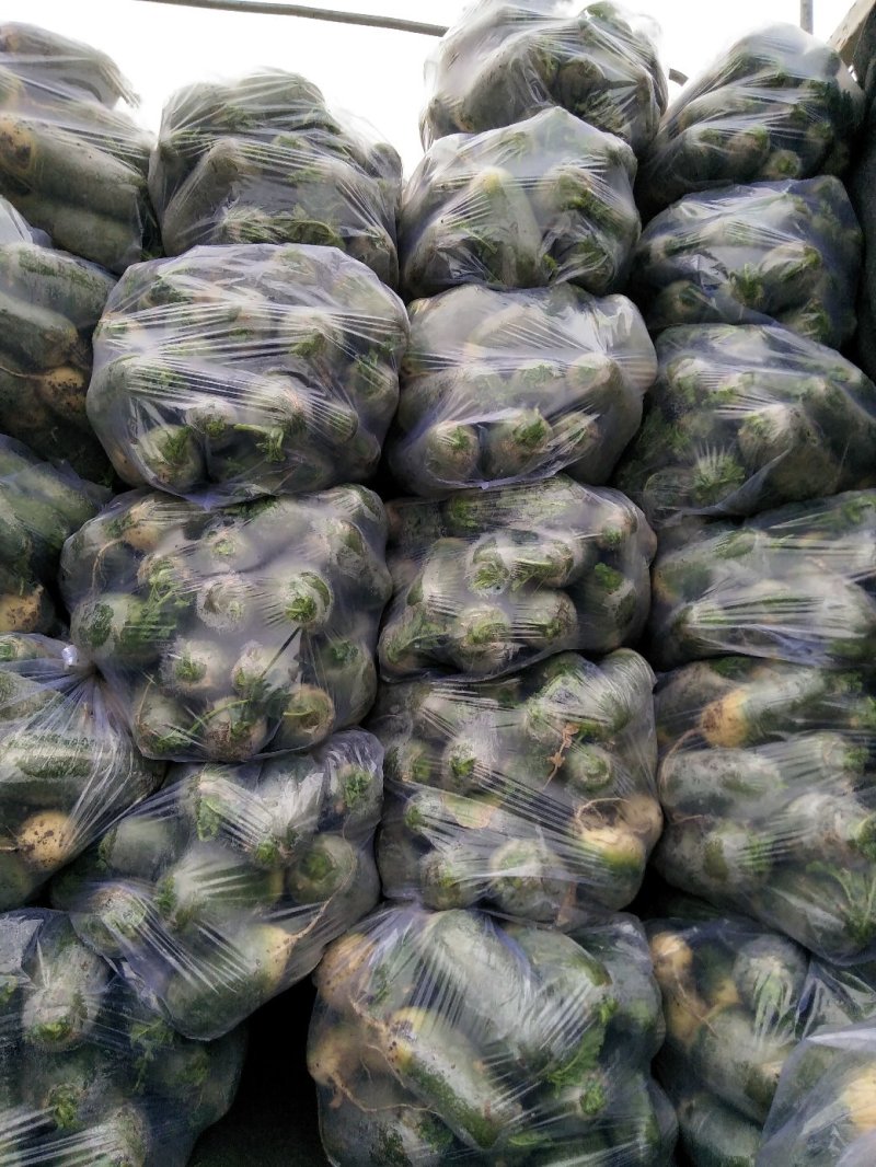 水果萝卜杂交品种口感很好绿皮绿心，欢迎各位客商光临