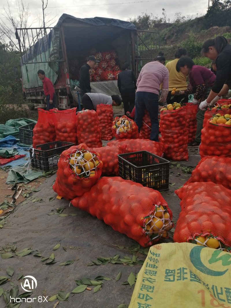 湖南省麻阳冰糖橙光果对接全国电商，批发市，团购！外贸
