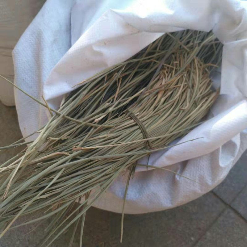 苦竹叶千余品种供应承接订单