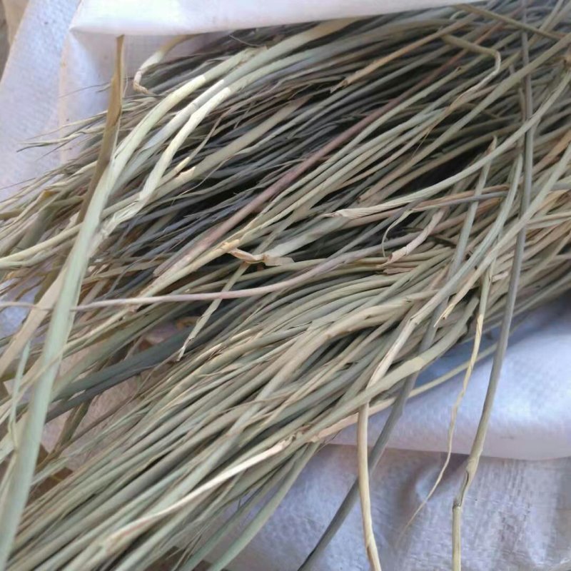 苦竹叶千余品种供应承接订单