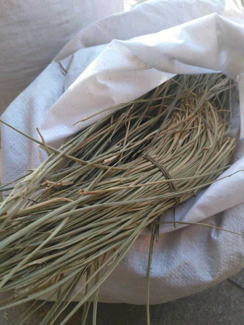 苦竹叶千余品种供应承接订单