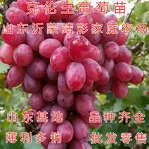 克伦生葡萄苗品种葡萄树苗包品种包结果克伦生葡萄苗