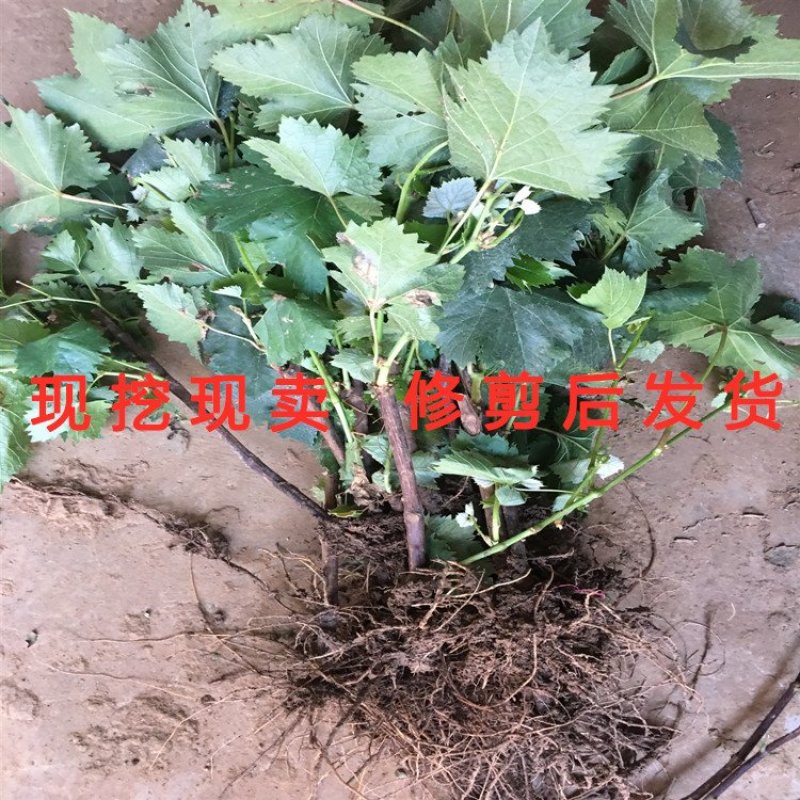 克伦生葡萄苗品种葡萄树苗包品种包结果克伦生葡萄苗